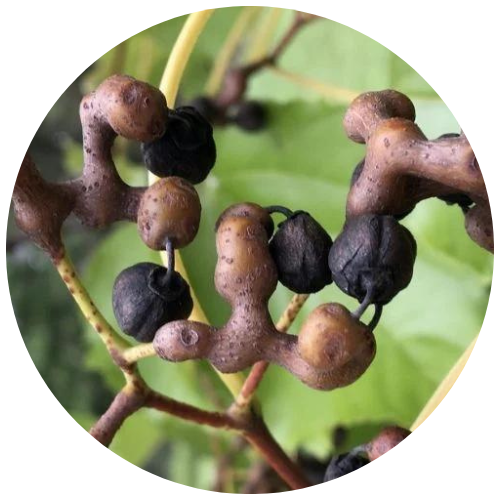 DHM Dihydromyricetin Revit Singapore hangover gummy asian flush liver protection alcohol